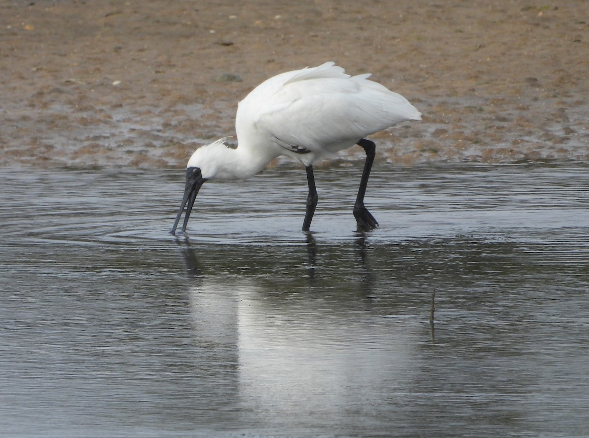 Royal Spoonbill - Joanne Thompson