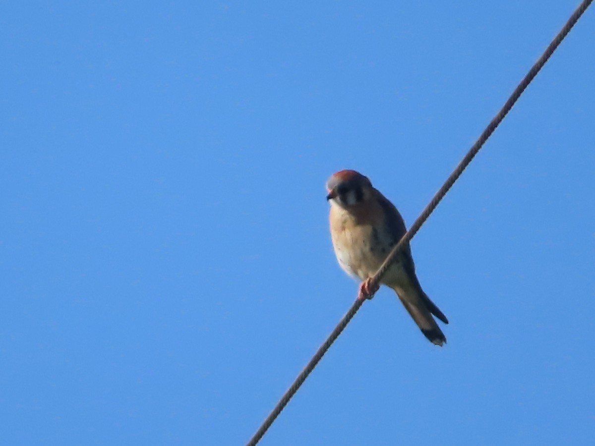 American Kestrel - J.A. Jensen