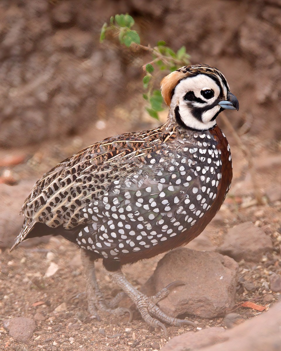 Montezuma Quail - Jonathan Dowell