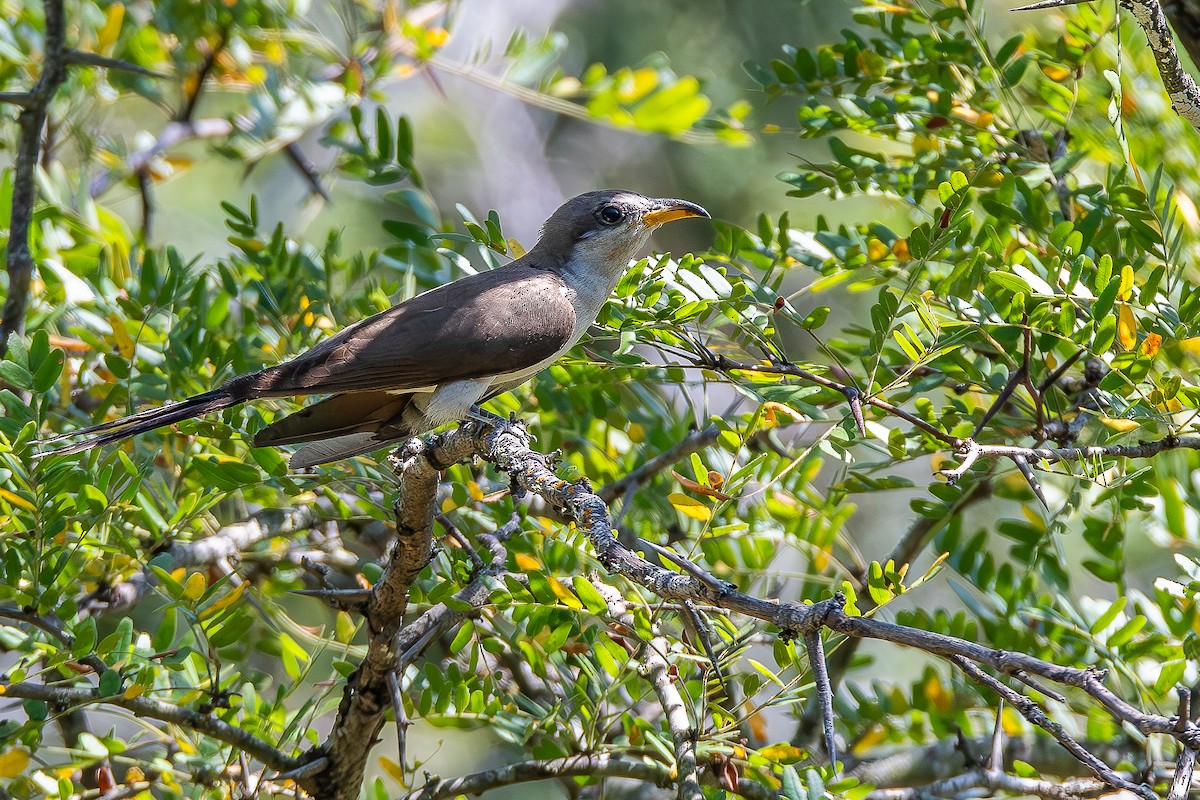 Yellow-billed Cuckoo - Michael Rosen