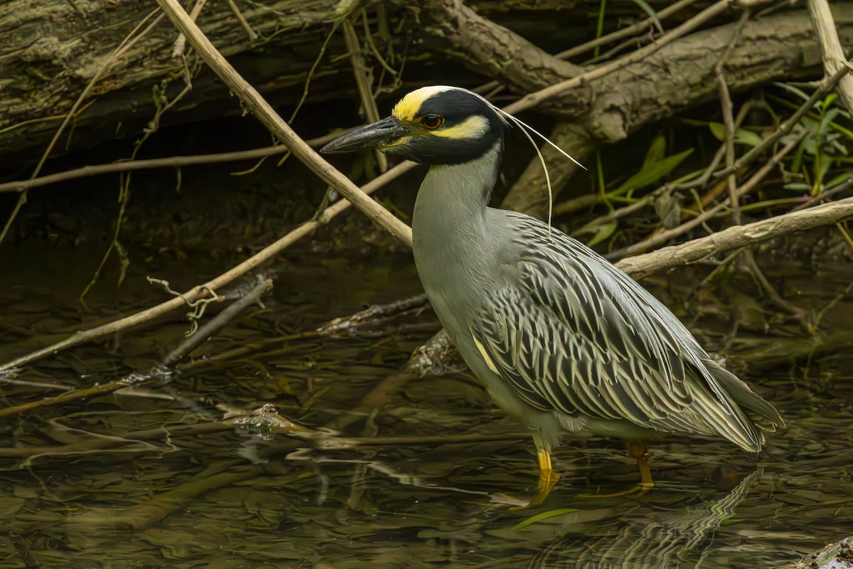 Yellow-crowned Night Heron - Don Hall