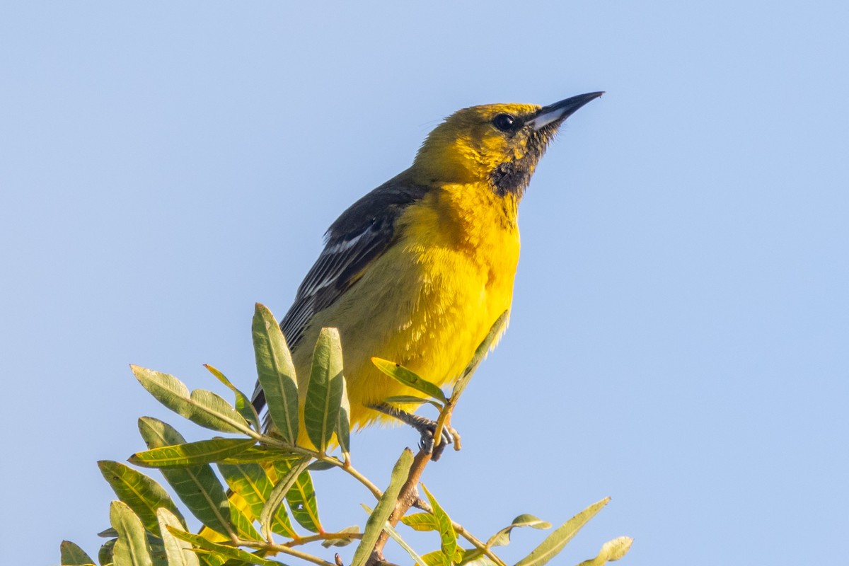 Hooded Oriole - Michael Gehrisch