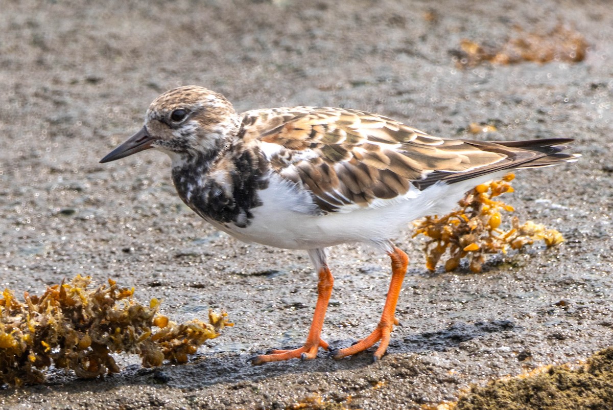 Ruddy Turnstone - Pete Followill