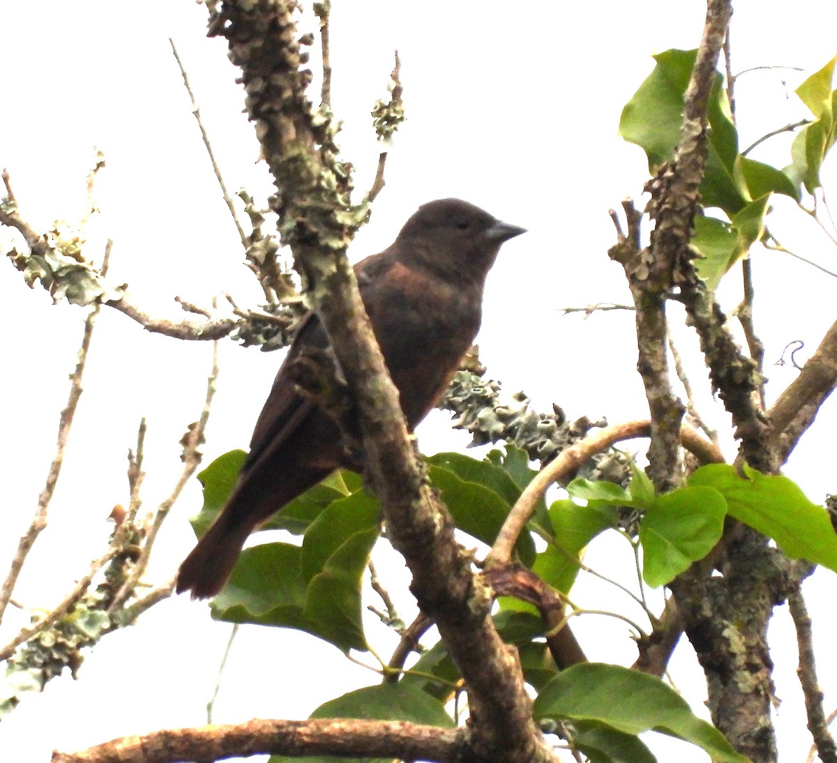 Chopi Blackbird - Albeiro Erazo Farfán