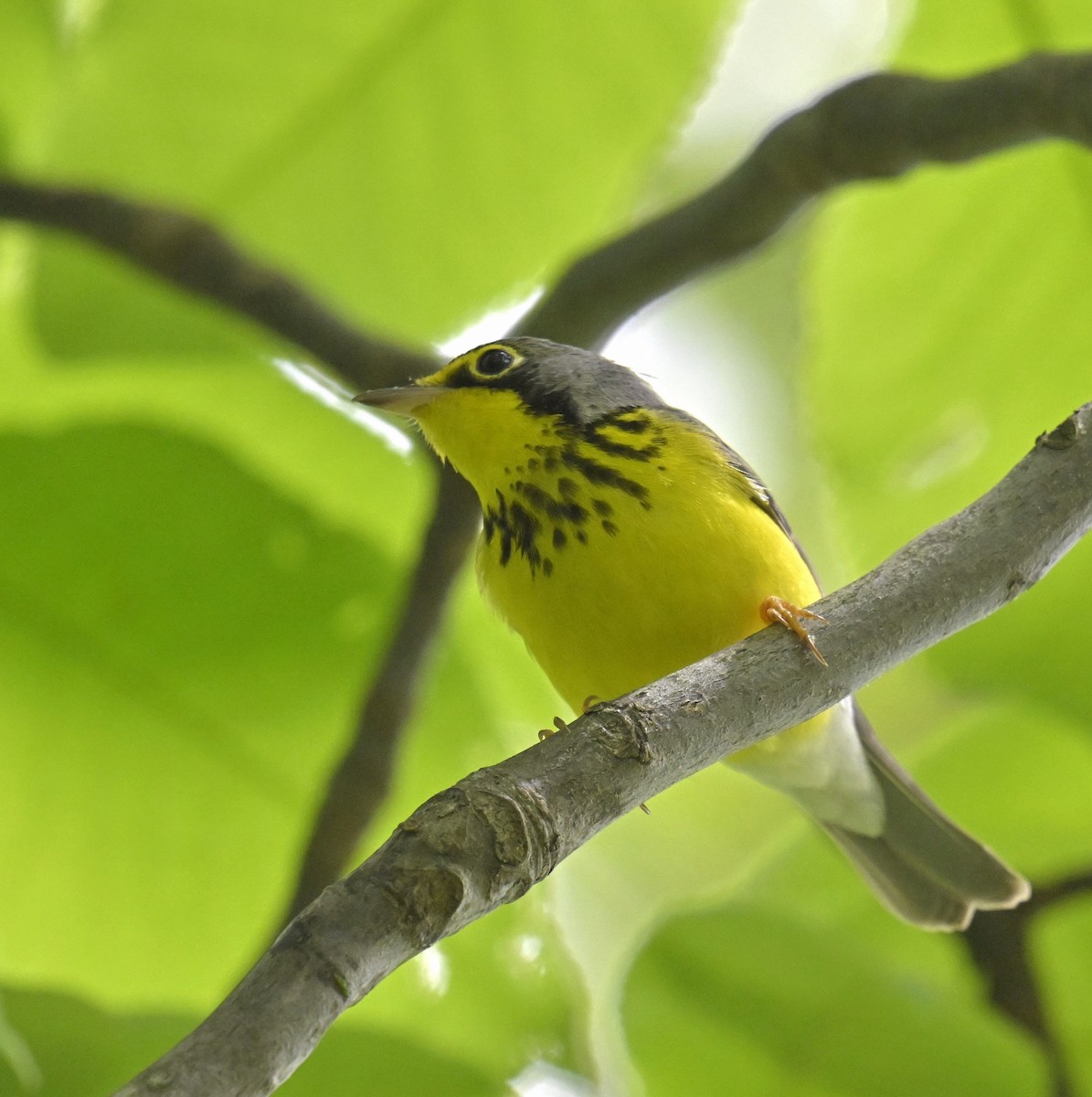 Canada Warbler - Eric Titcomb