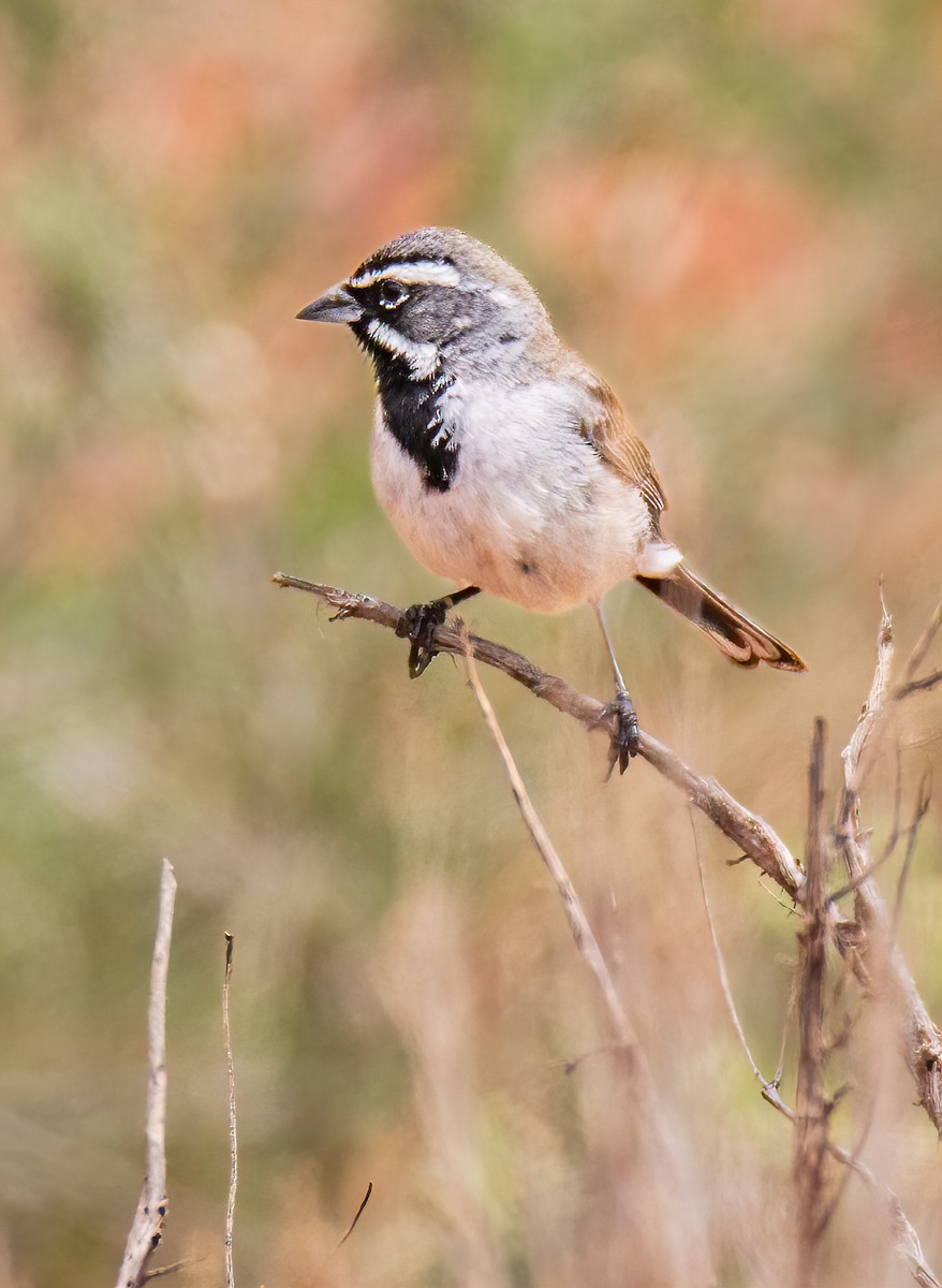 Black-throated Sparrow - Todd Miller