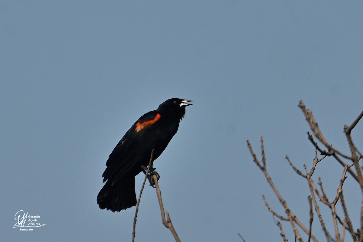 Red-winged Blackbird - Gerardo Aguilar Anzures