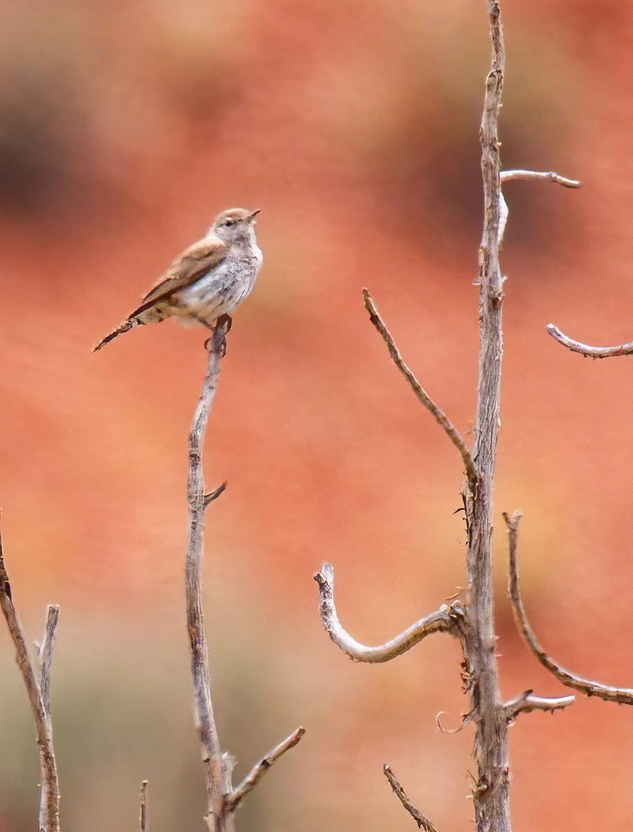 Rock Wren - Todd Miller