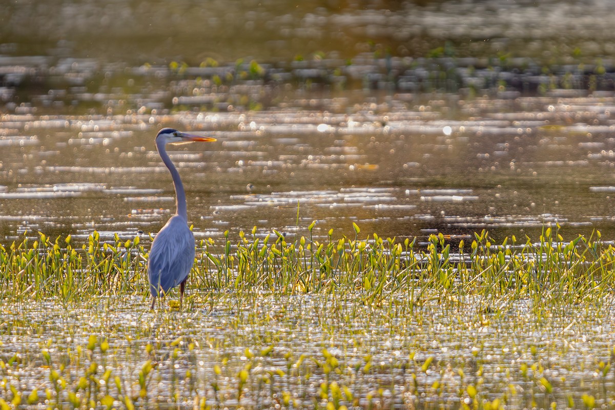 Great Blue Heron - Brent Mitton