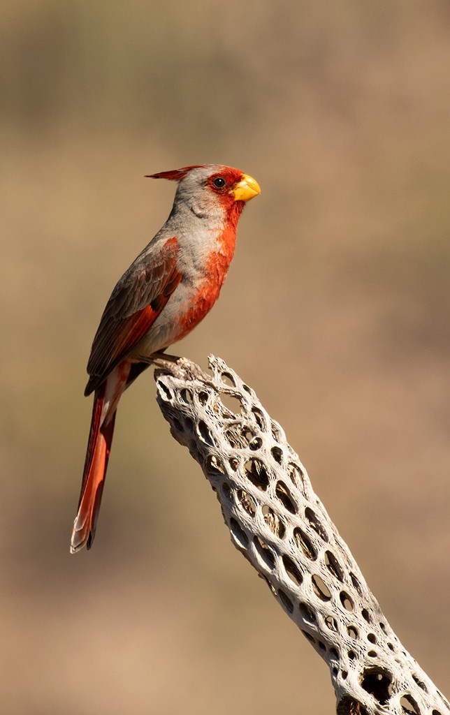 Pyrrhuloxia - manuel grosselet