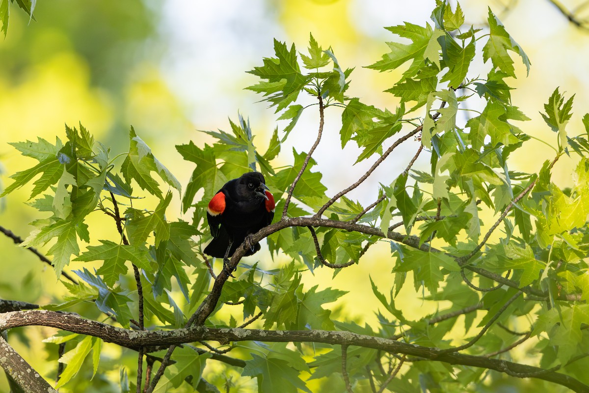 Red-winged Blackbird - Brent Mitton