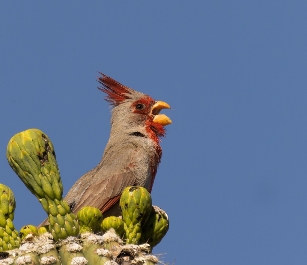 Pyrrhuloxia - manuel grosselet