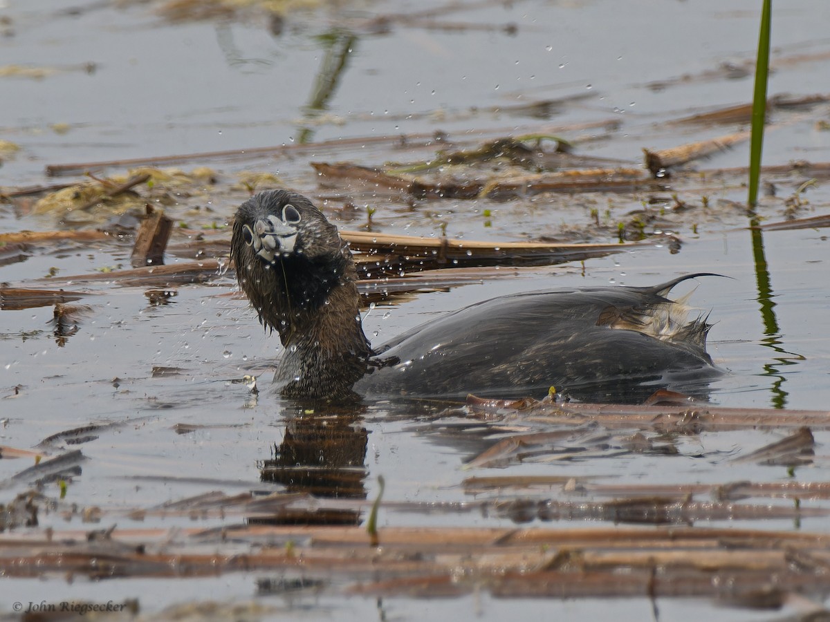 Pied-billed Grebe - John Riegsecker