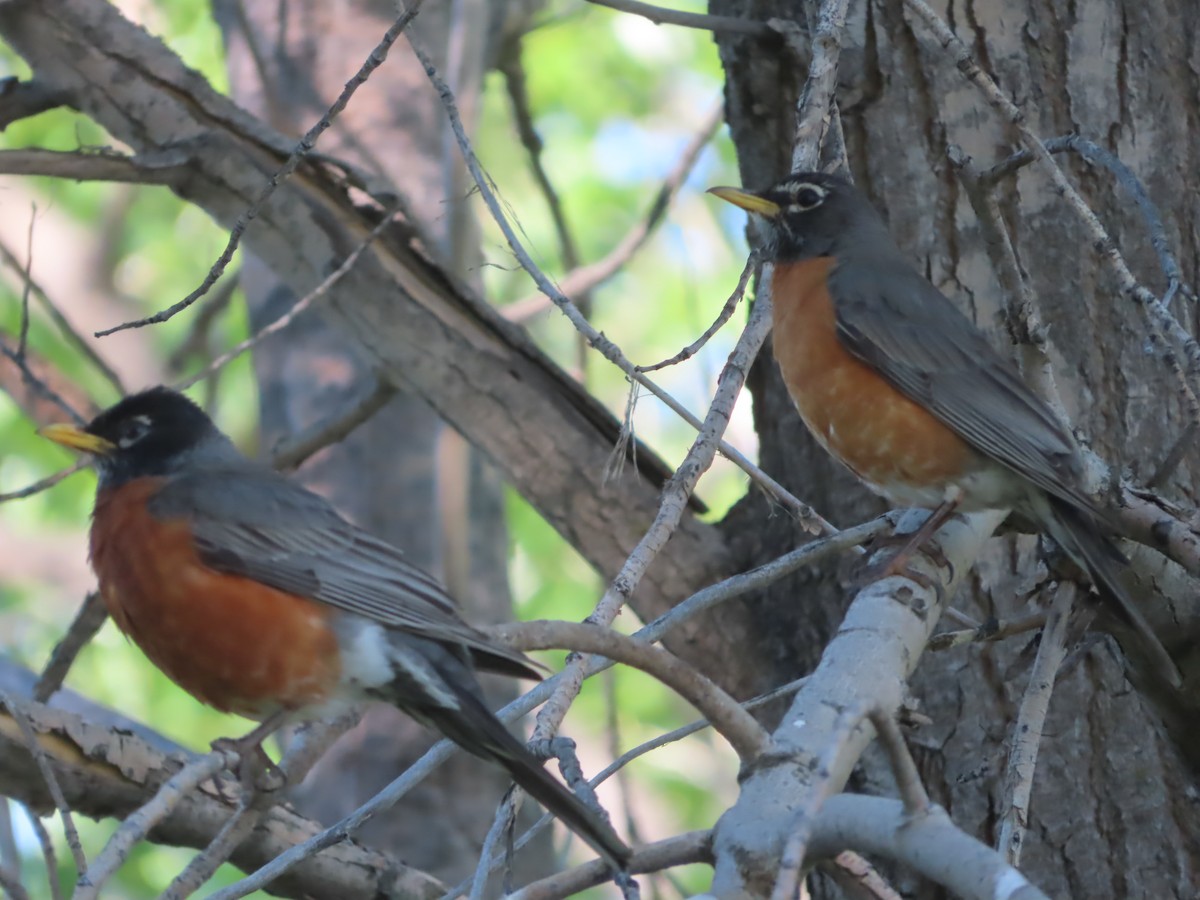 American Robin - J.A. Jensen