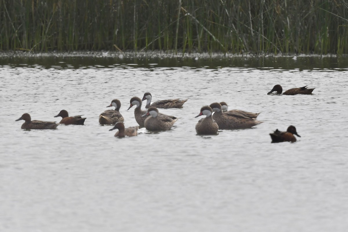 White-cheeked Pintail - ML619265793