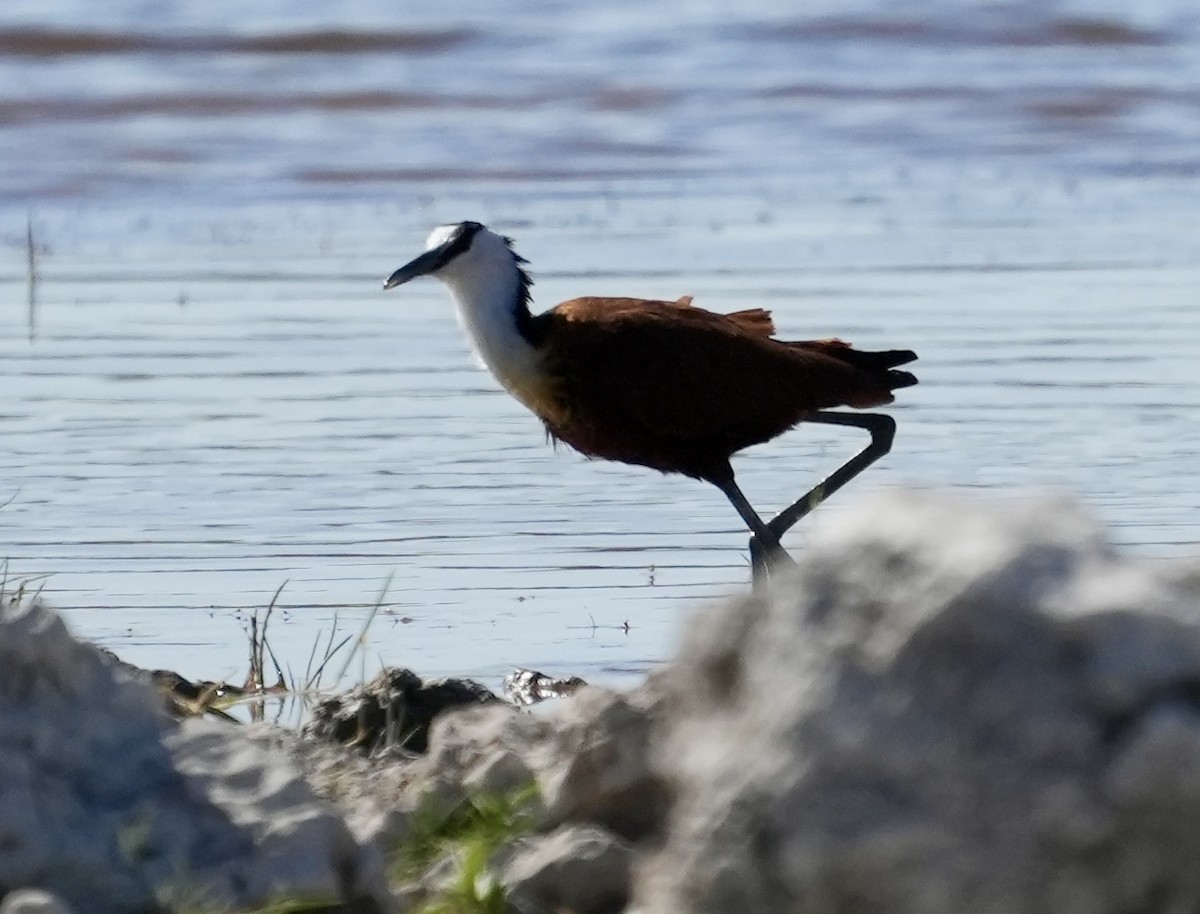 Jacana à poitrine dorée - ML619265794