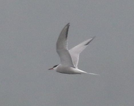 Common Tern - Bobby Brown