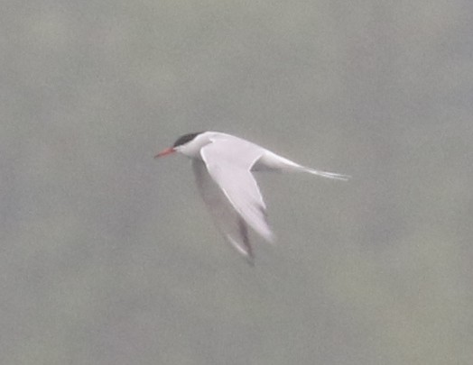 Common Tern - Bobby Brown