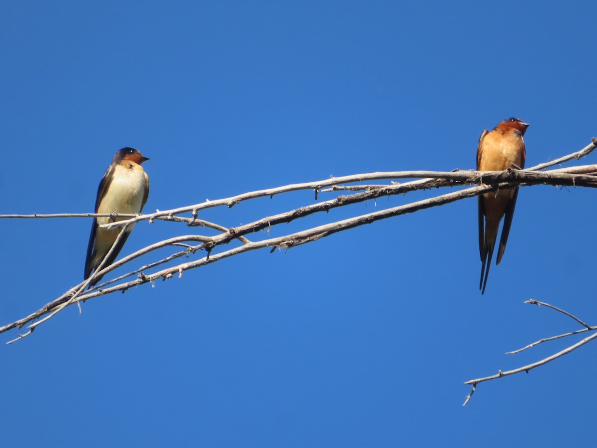 Barn Swallow - J.A. Jensen