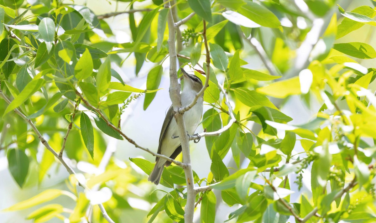 Red-eyed Vireo - Timo Mitzen