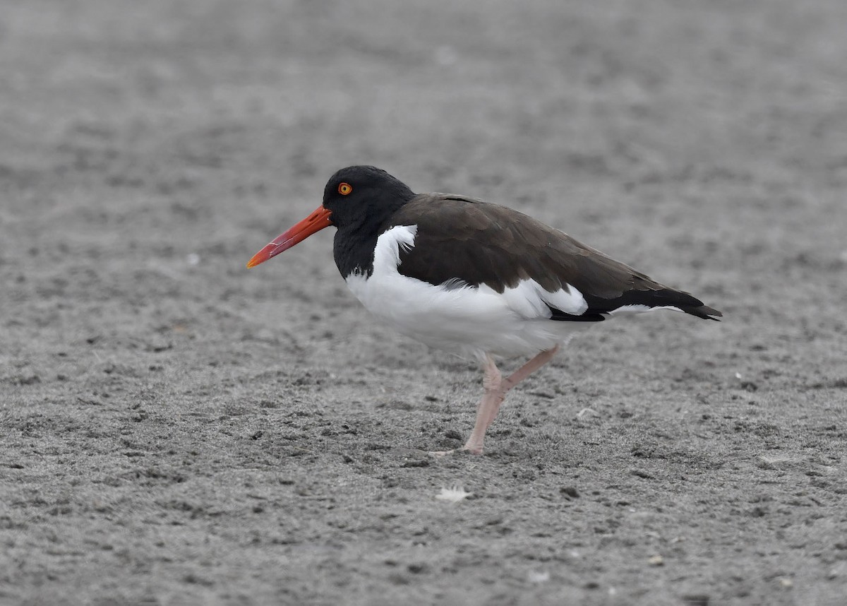 American Oystercatcher - VERONICA ARAYA GARCIA