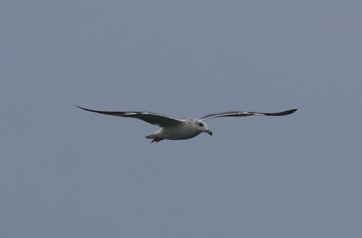 Lesser Black-backed Gull - Afsar Nayakkan