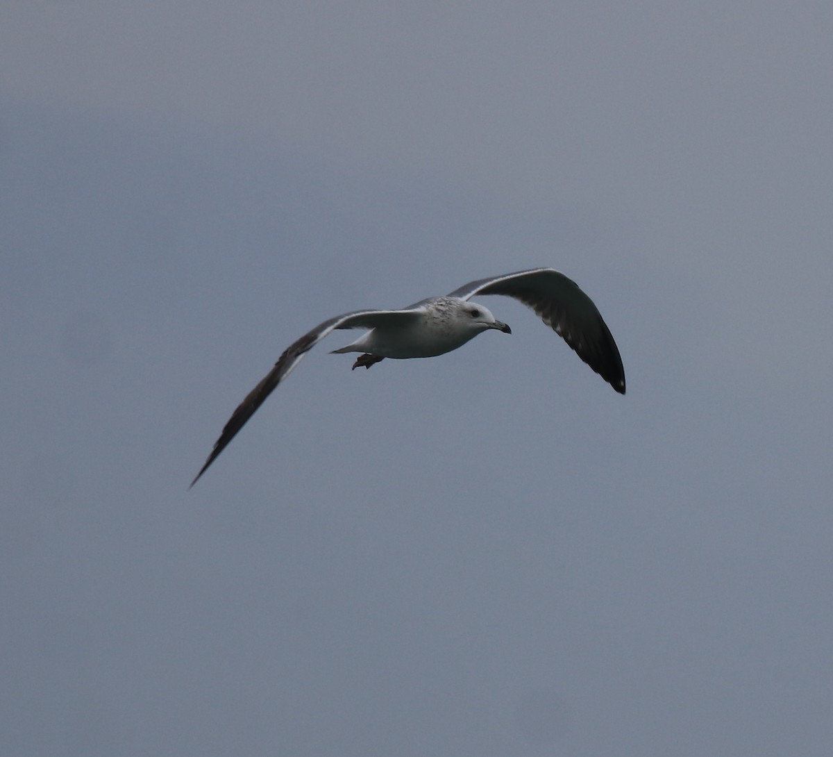 Lesser Black-backed Gull - Afsar Nayakkan