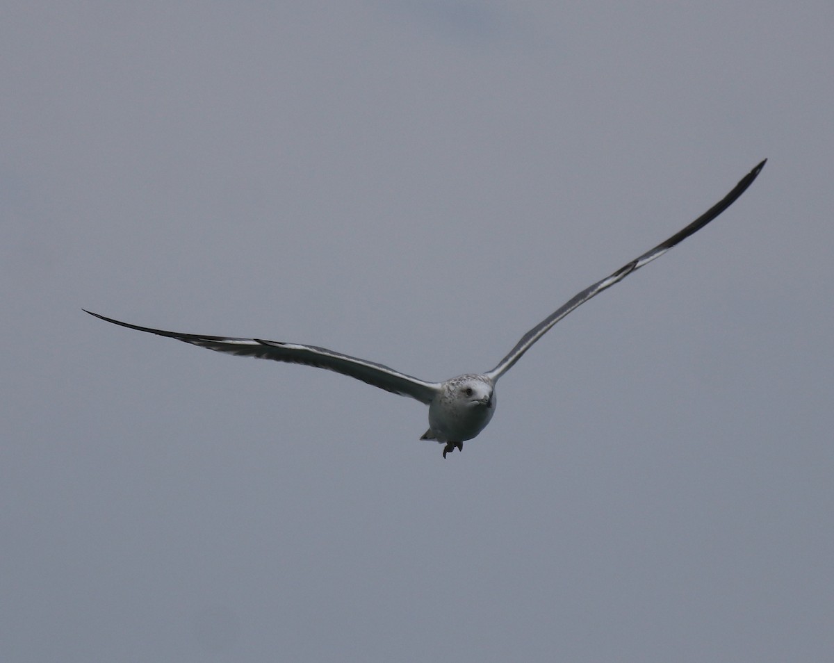 Lesser Black-backed Gull - Afsar Nayakkan