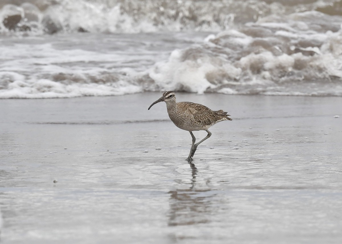 Whimbrel - ML619265836