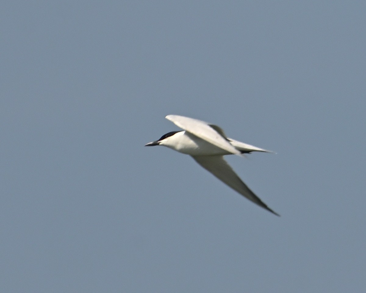 Gull-billed Tern - Gerardo Aguilar Anzures