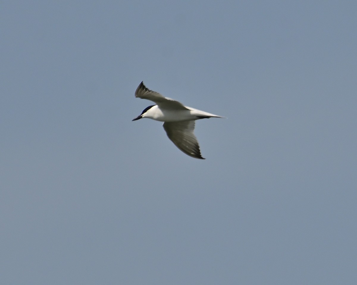 Gull-billed Tern - Gerardo Aguilar Anzures