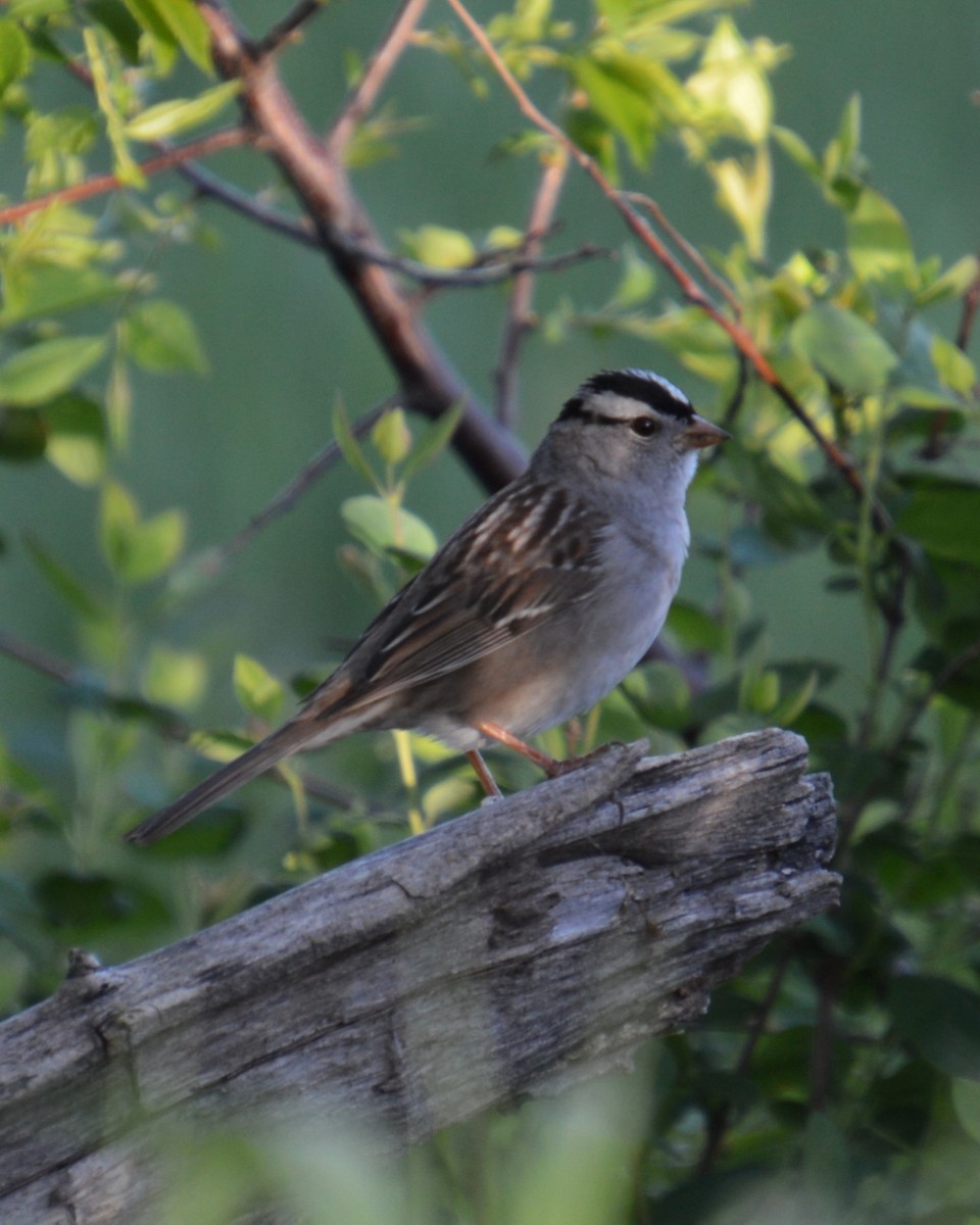 White-crowned Sparrow - Liz Almlie