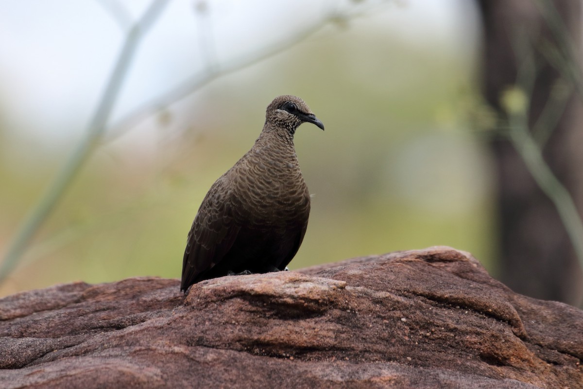 White-quilled Rock-Pigeon - ML619265870