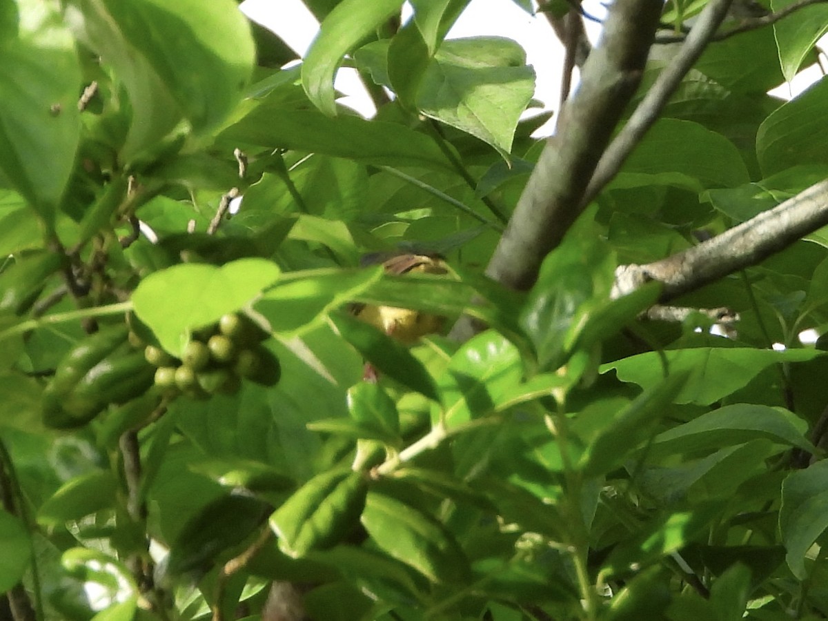 Mourning Warbler - Walter Calhoun