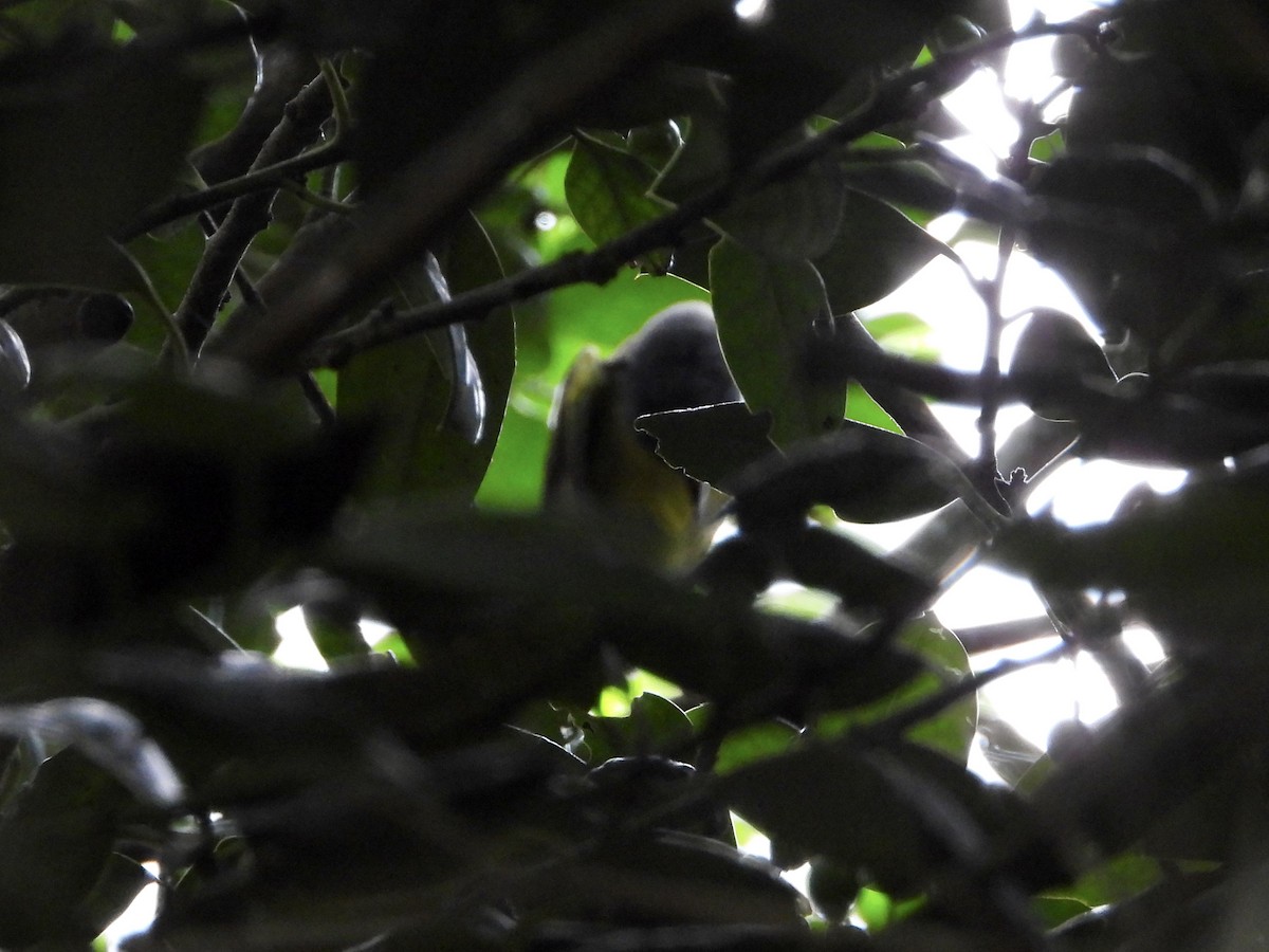 Mourning Warbler - Walter Calhoun