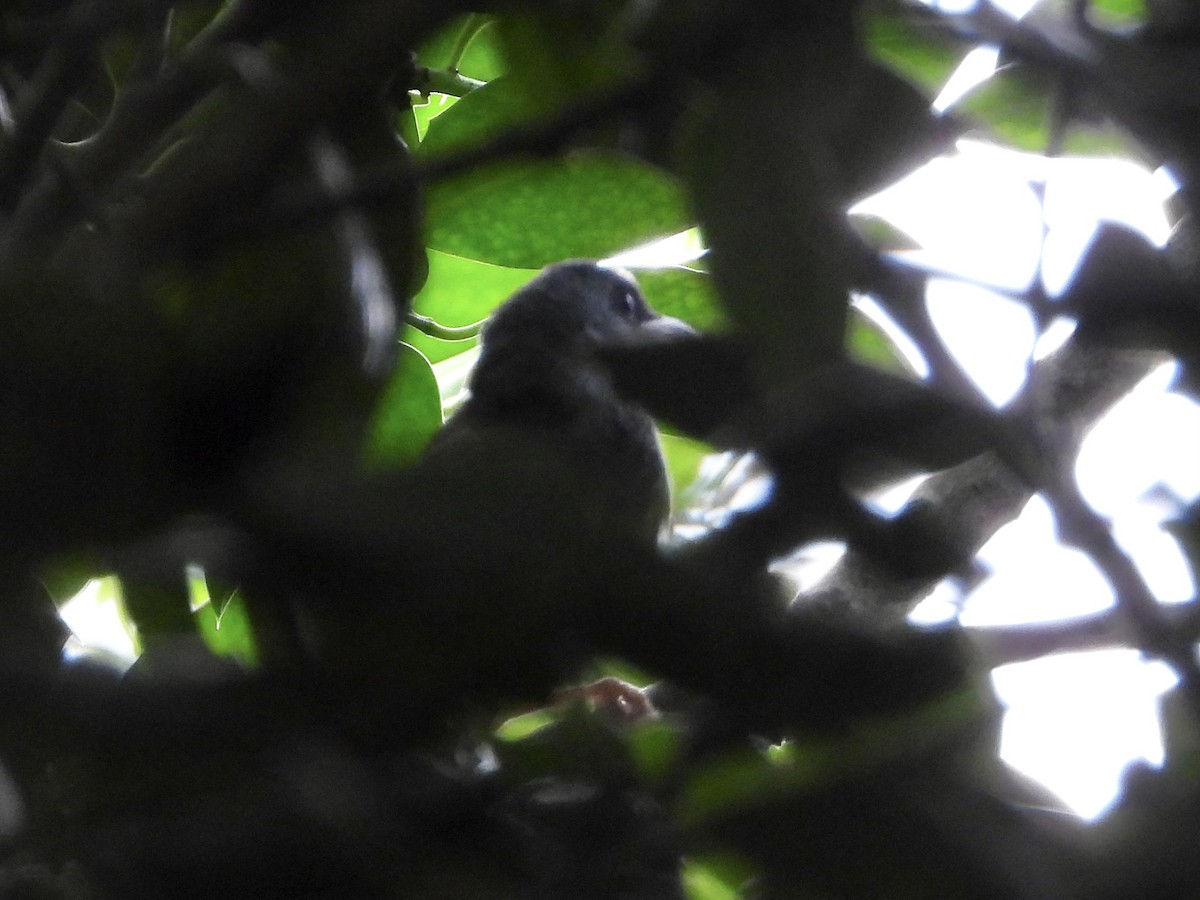 Mourning Warbler - Walter Calhoun