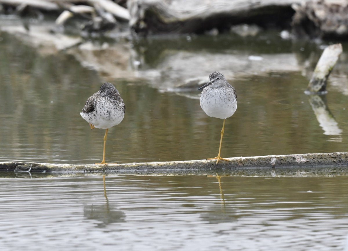 Greater Yellowlegs - VERONICA ARAYA GARCIA