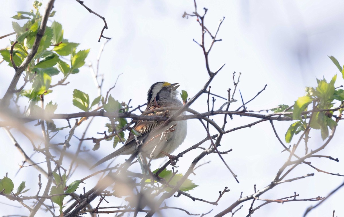 White-throated Sparrow - Timo Mitzen