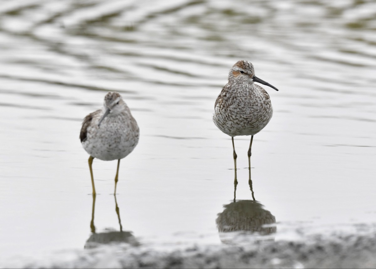 Stilt Sandpiper - ML619265907