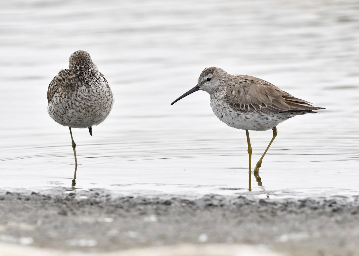 Stilt Sandpiper - ML619265908