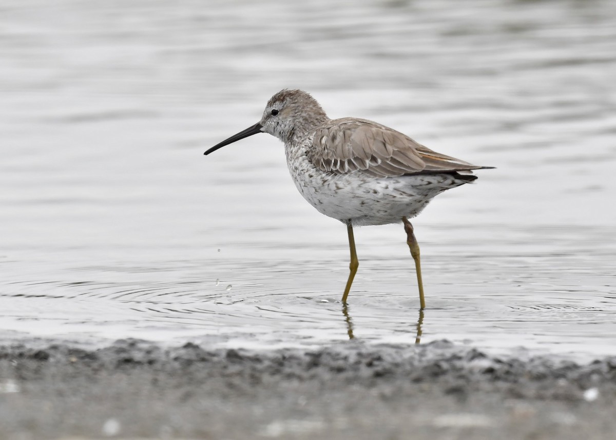 Stilt Sandpiper - ML619265909