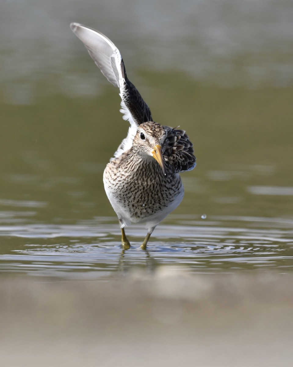 Pectoral Sandpiper - ML619265924