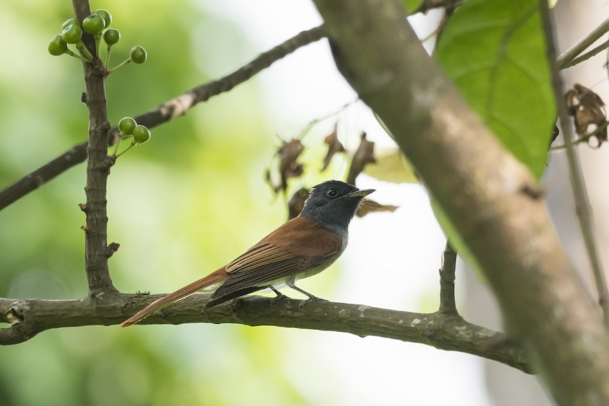 Amur Paradise-Flycatcher - Se Chea