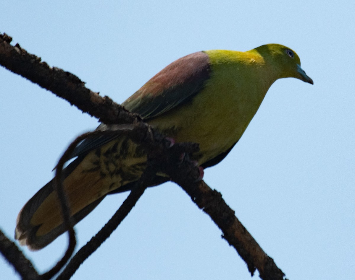 Wedge-tailed Green-Pigeon - Alok Jaimal