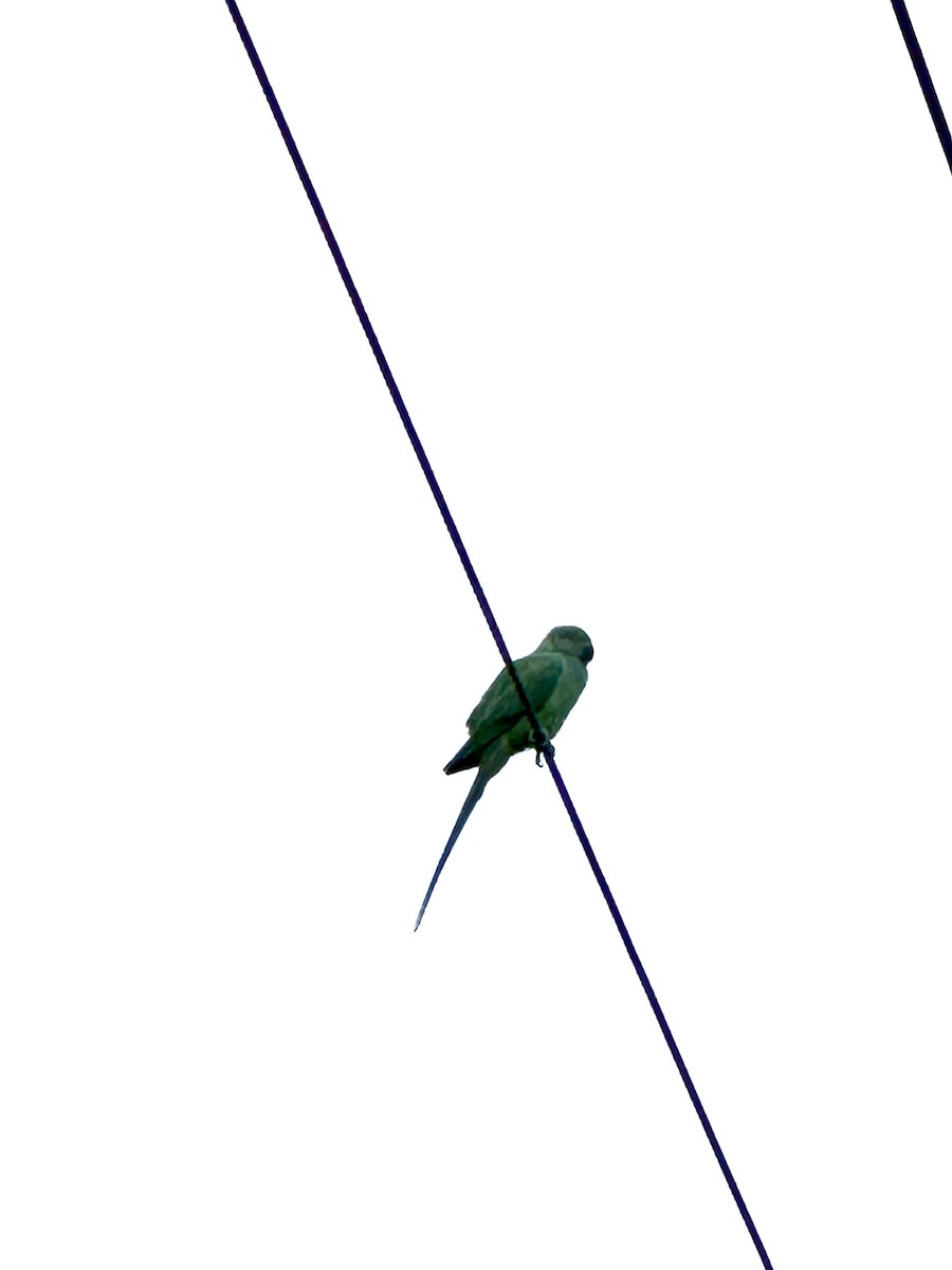 Rose-ringed Parakeet - ML619265956