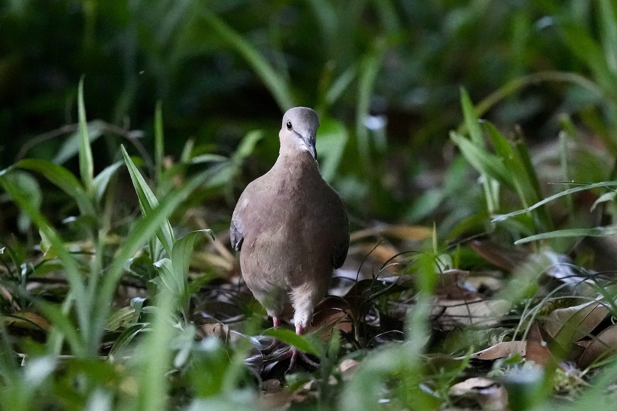 Spotted Dove - Pine Cone