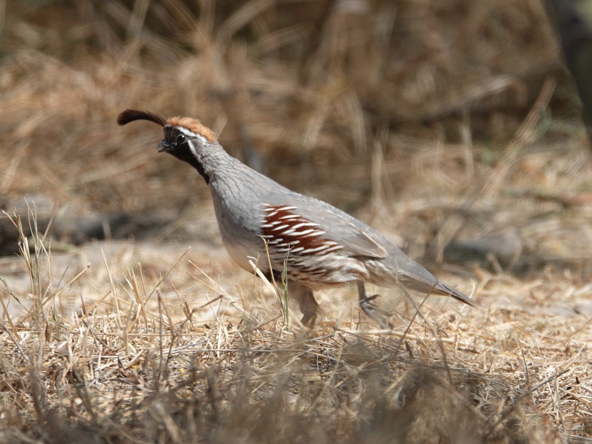 Gambel's Quail - ML619265968