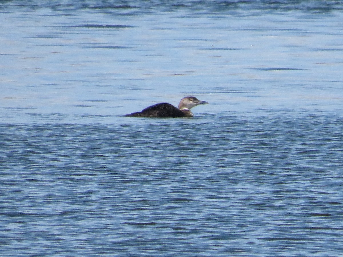 Common Loon - ML619265974