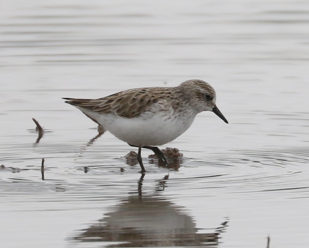 Semipalmated Sandpiper - Bobby Brown