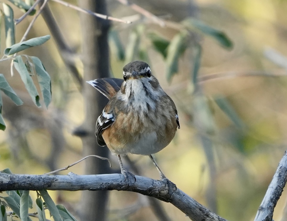 Red-backed Scrub-Robin - Anthony Schlencker